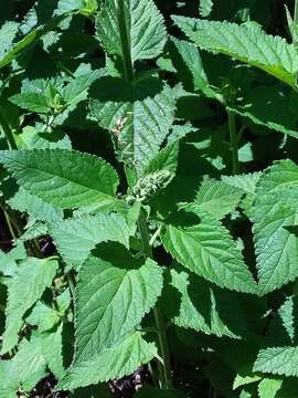 Sivun Teucrium vesicarium Mill. kuva