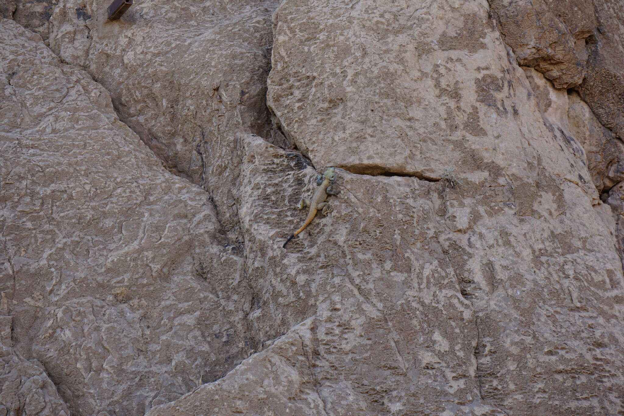 Image of Caucasian Agama