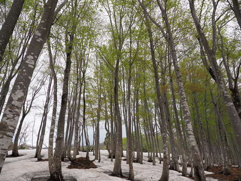 Image de Fagus crenata Blume