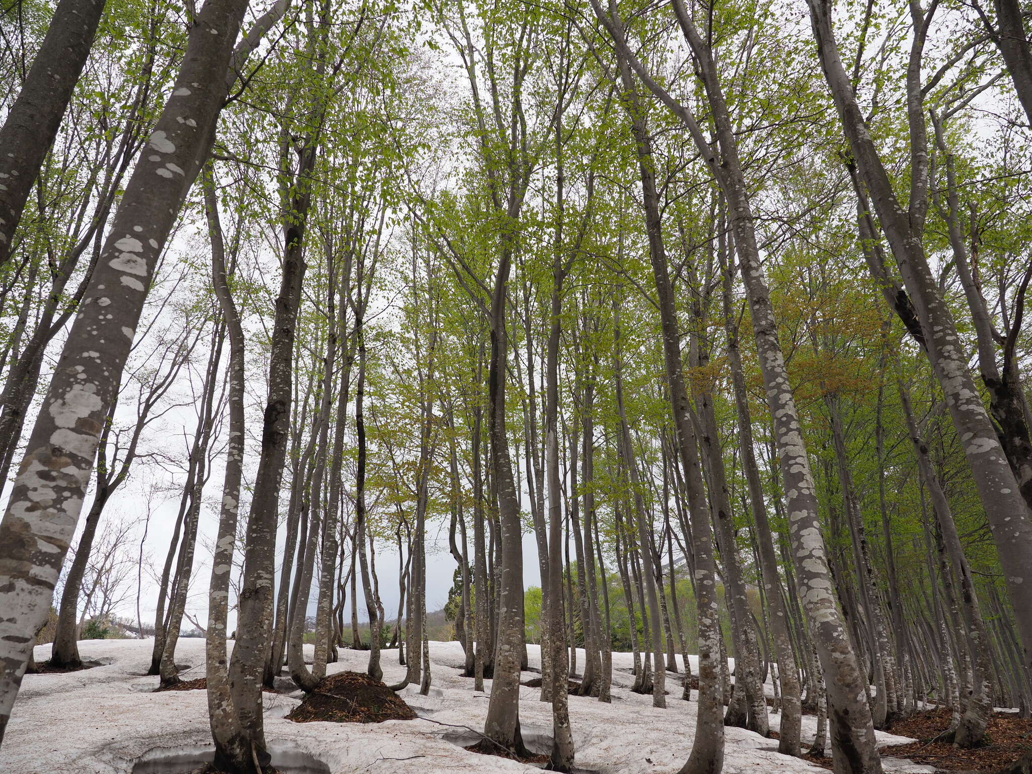 Image of Japanese Beech