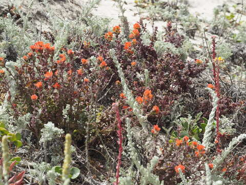 Слика од Castilleja latifolia Hook. & Arn.