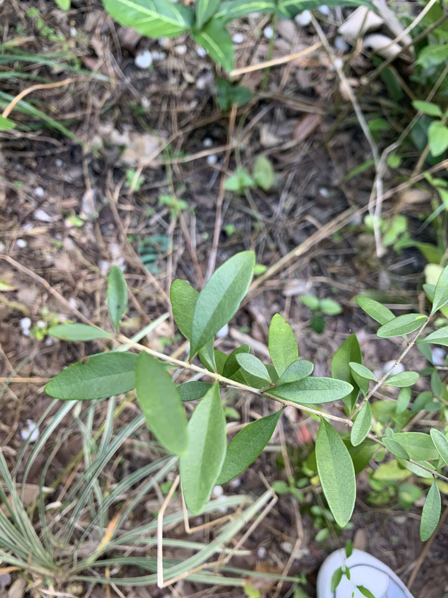 Image of Florida swampprivet