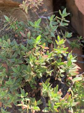 Image of Crassula sarcocaulis subsp. sarcocaulis