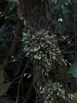 Image of Specklinia picta (Lindl.) Pridgeon & M. W. Chase