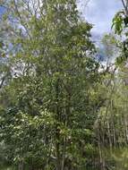 Image of island yellowwood