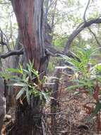 Image of fern-leaf Catalina ironwood