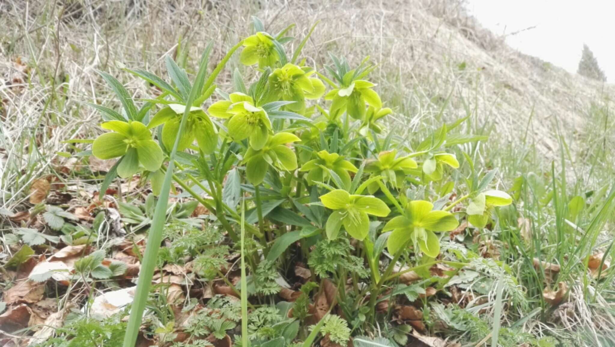 Image of Green Hellebore