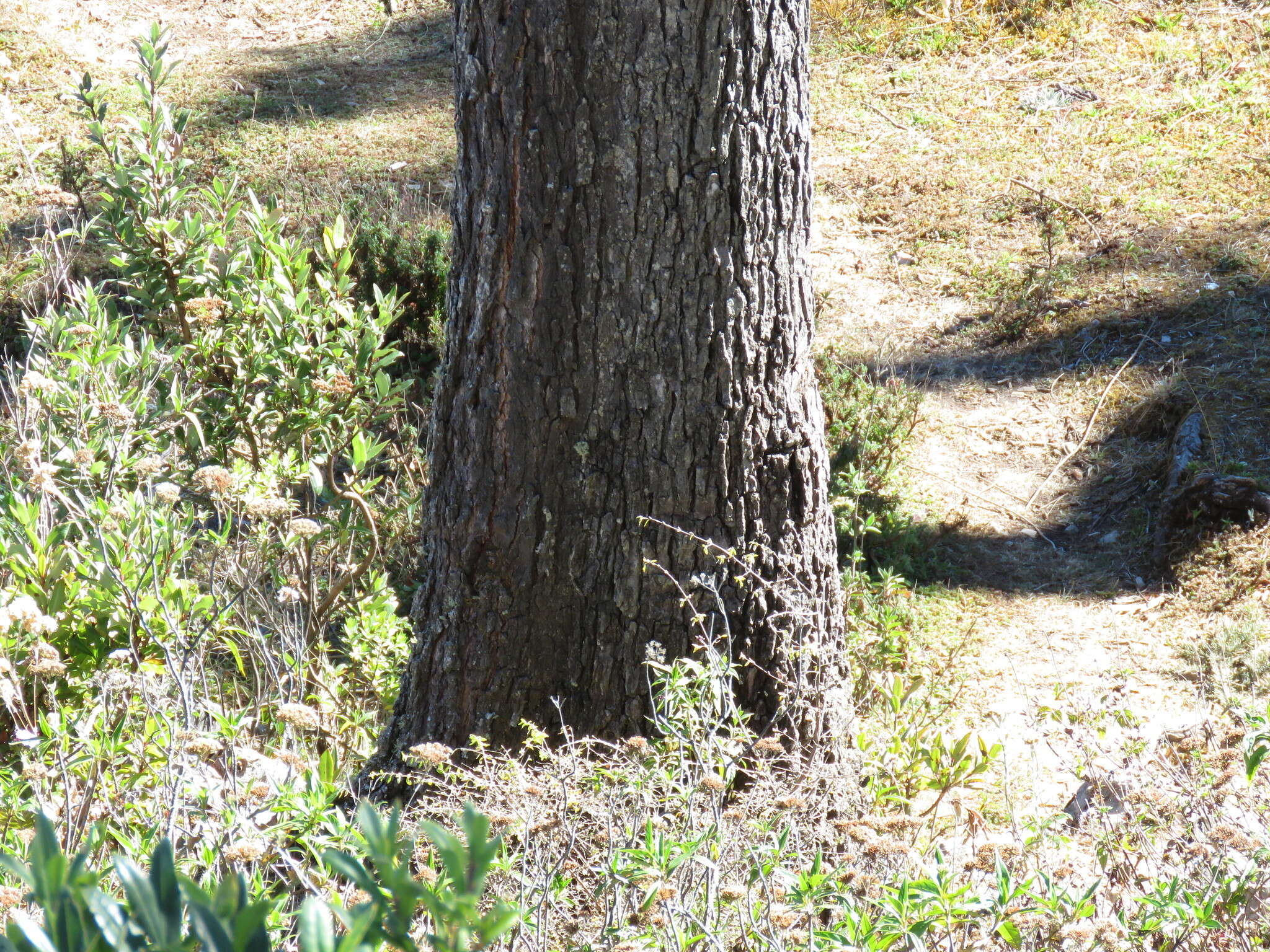 Image of Guatemalan Fir