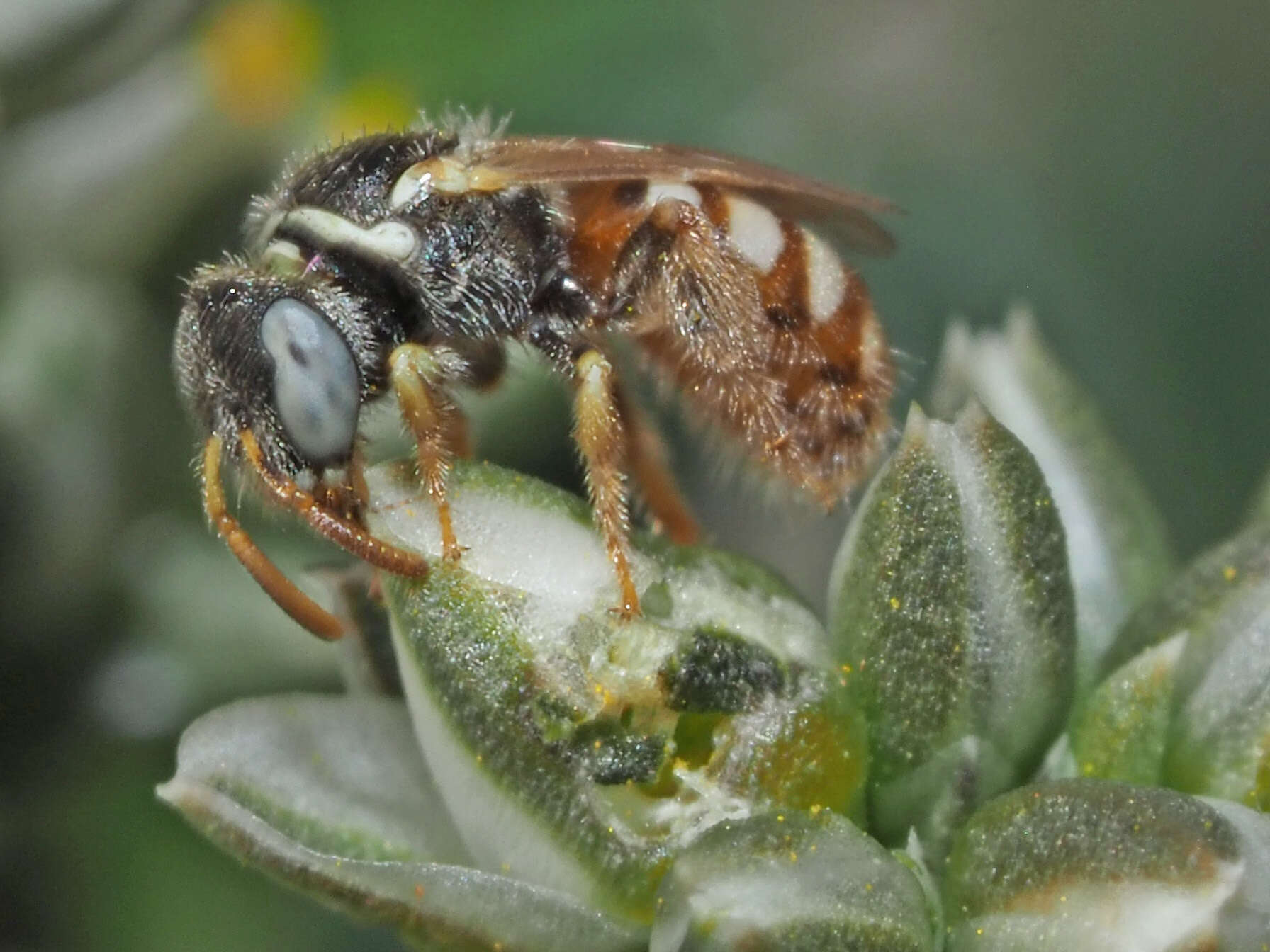 صورة Cellariella fulviventris (Blüthgen 1925)