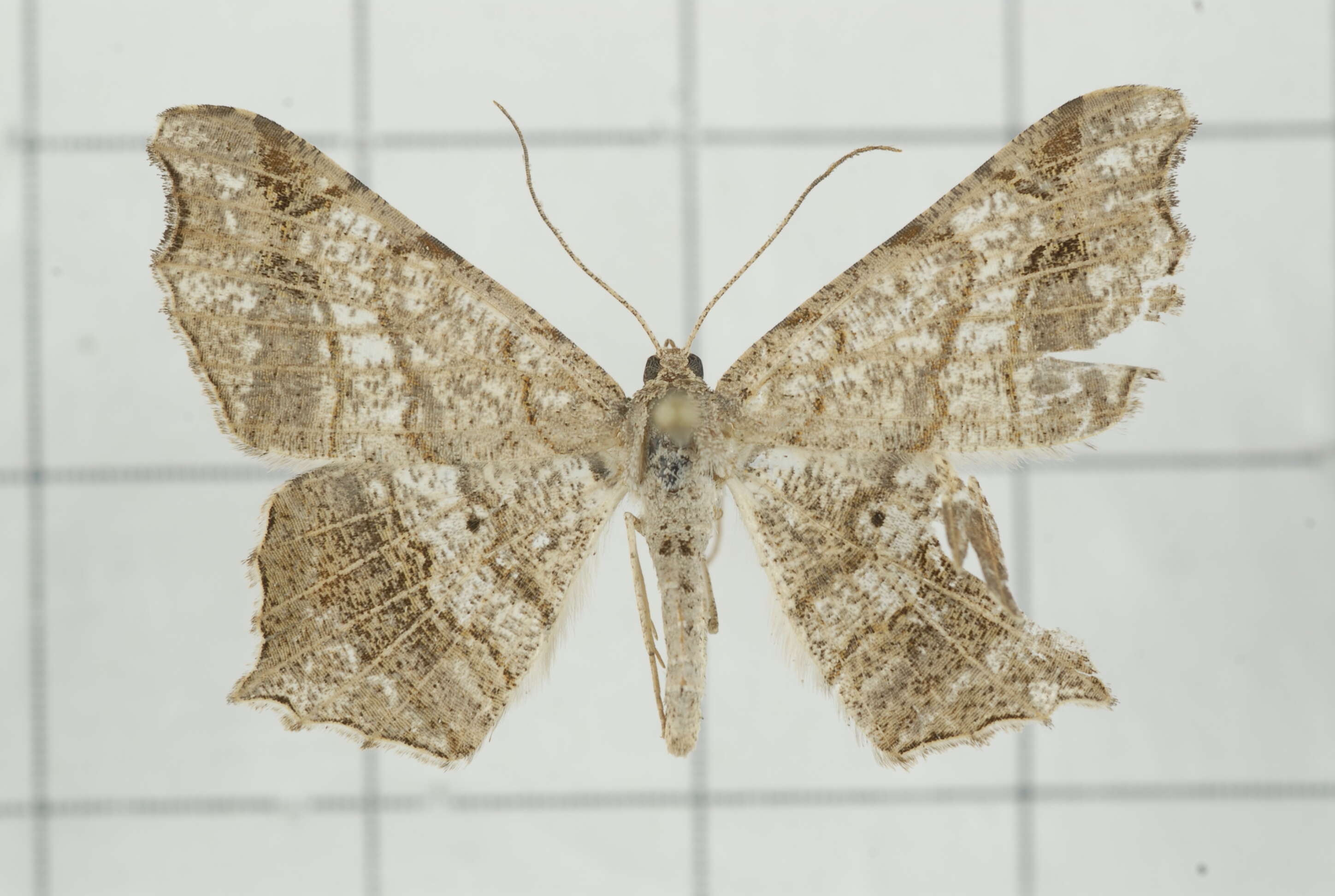 Image of Semiothisa emersaria Walker 1861