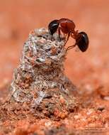 صورة Camponotus armstrongi McAreavey 1949