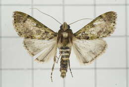 Image of Teliphasa nubilosa Moore