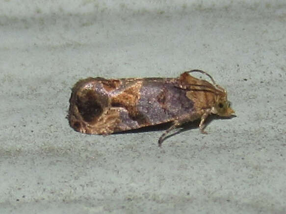Image of Grape Berry Moth