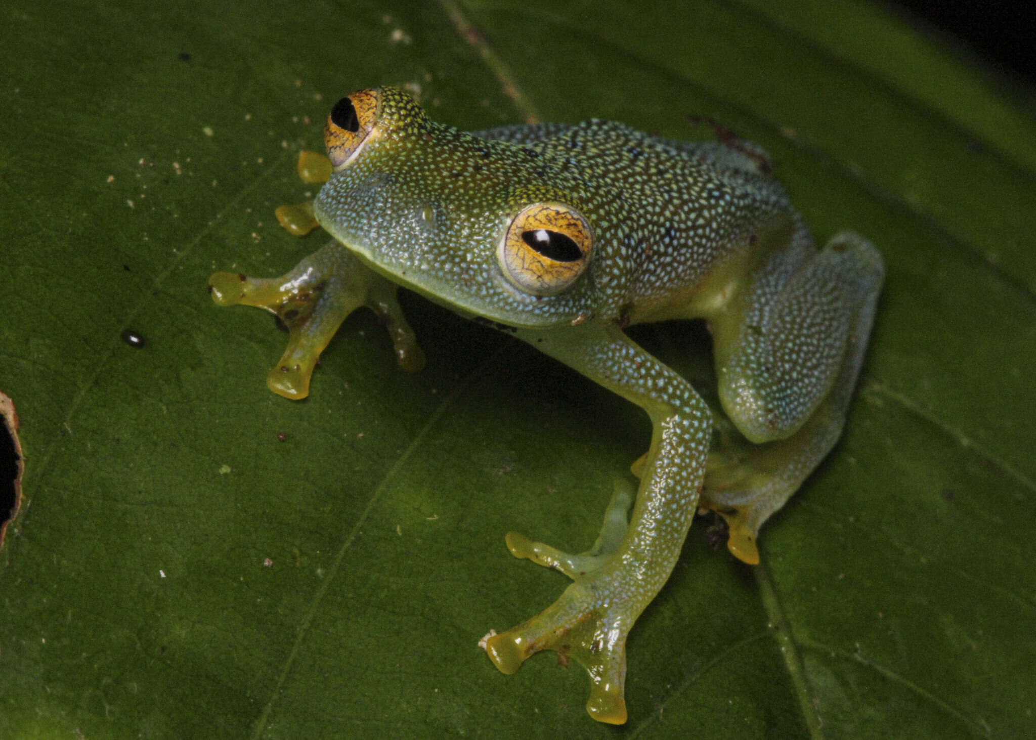 Image de Cochranella granulosa (Taylor 1949)