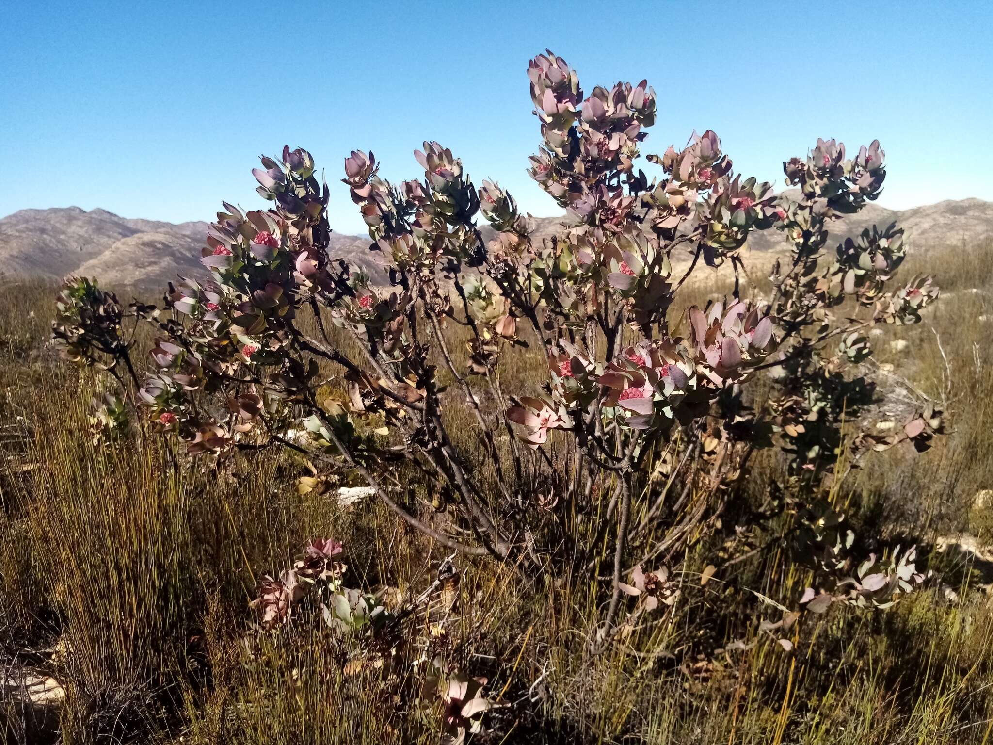 Image of Leucadendron pubibracteolatum I. J. M. Williams