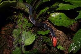 Image of Red-headed Reed Snake