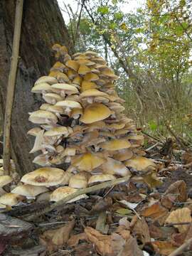 Image of Honey Fungus