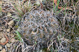 Imagem de Echinopsis obrepanda (Salm-Dyck) K. Schum.