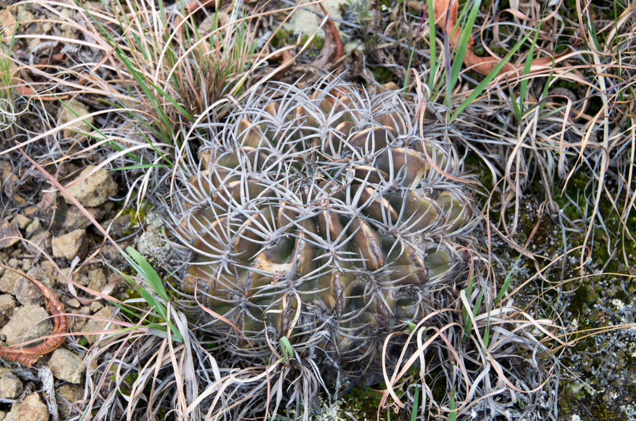 Imagem de Echinopsis obrepanda (Salm-Dyck) K. Schum.