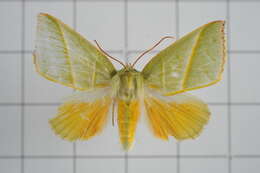 Image of Hylophilodes tsukusensis Nagano 1918