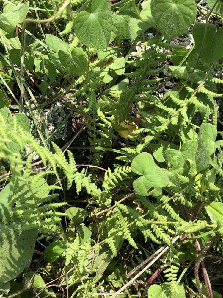 Image of Woodsia mollis (Kaulf.) J. Sm.