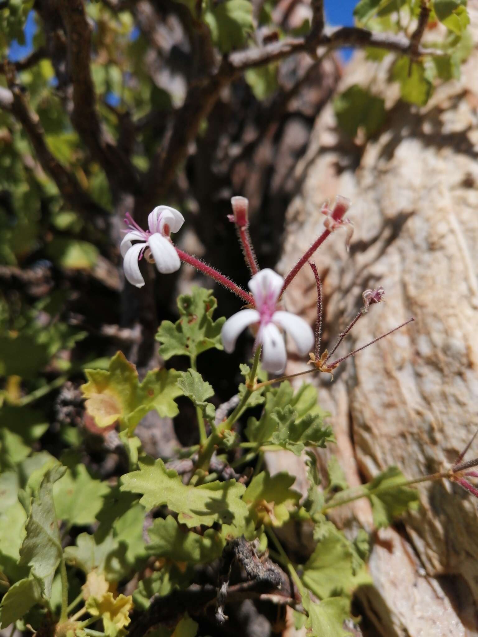 Image of Pelargonium desertorum P. Vorster
