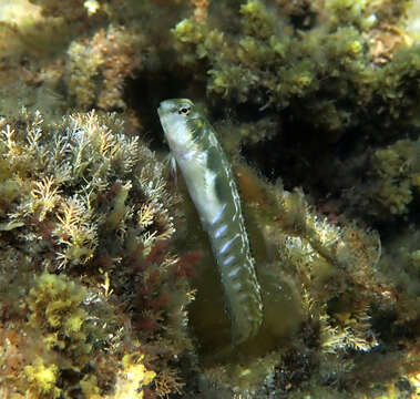 Imagem de Omobranchus rotundiceps (Macleay 1881)