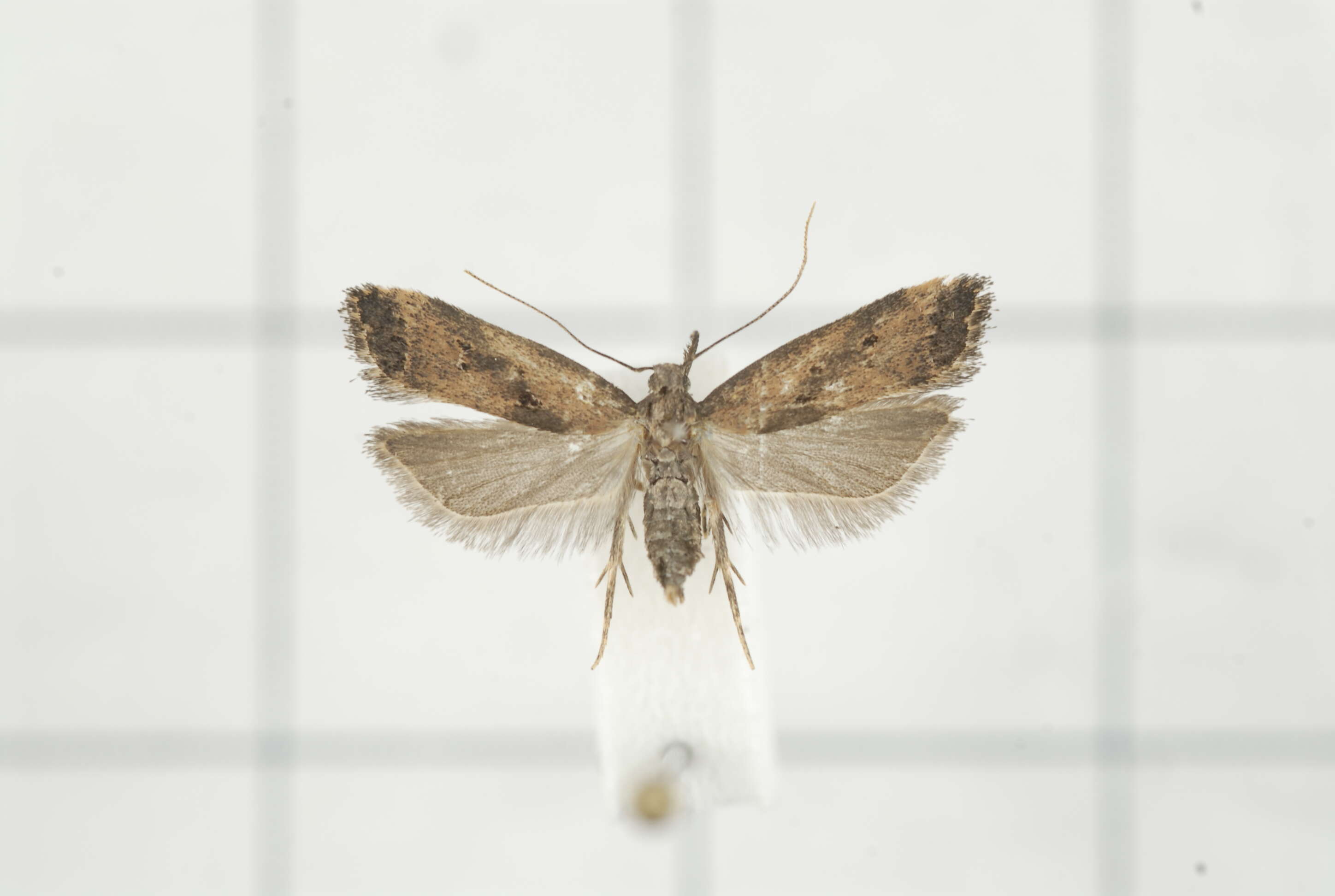 Image of Helcystogramma trijunctum