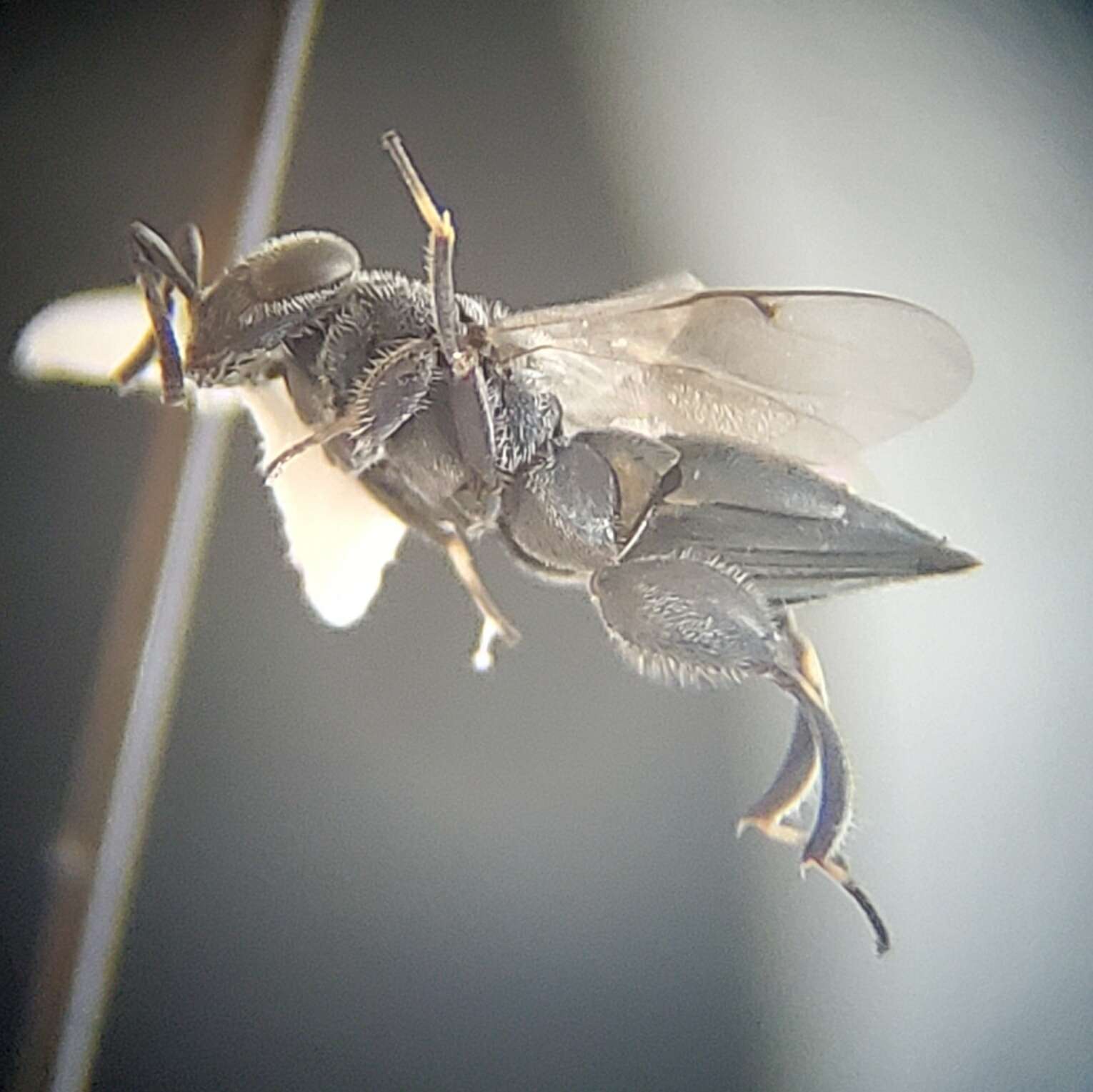 Image of Chalcedectus caelatus (Grissell 1991)