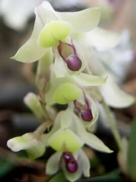 Image of Yellowspike orchids