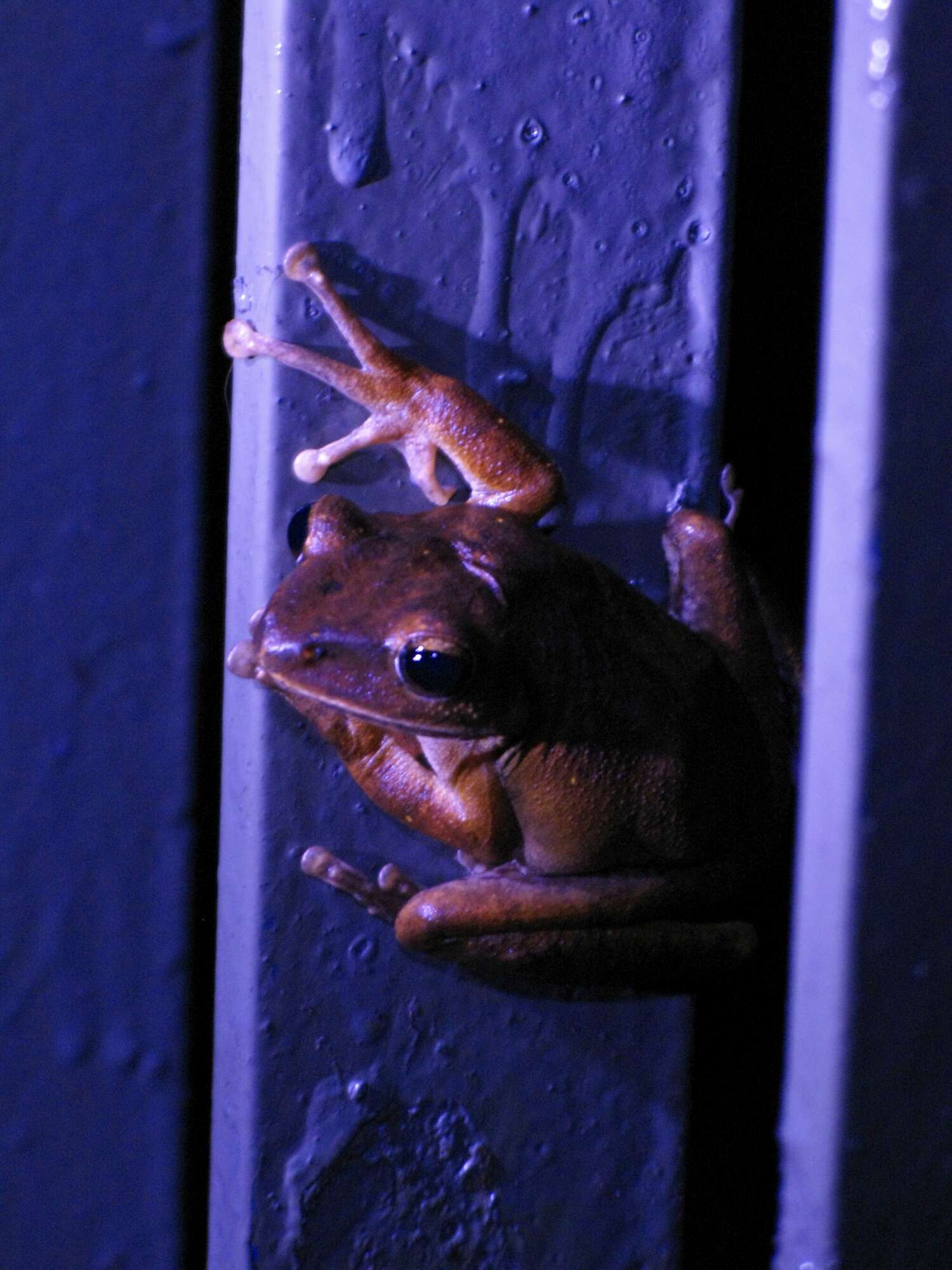 Image of Hong Kong Whipping Frog