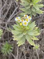 Image of Erigeron lancifolius Hook. fil.