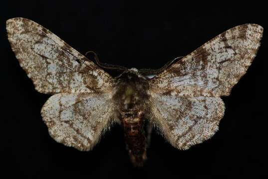 Image of peppered moth