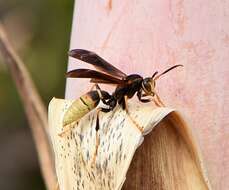 Image of Polistes comanchus navajoe Cresson 1868