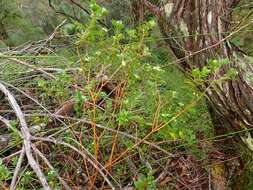 صورة Pimelea latifolia subsp. altior (F. Müll.) Threlfall