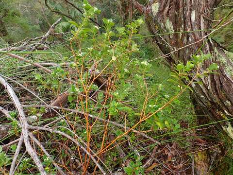 Image of Pimelea latifolia R. Br.