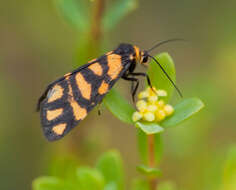 صورة Pimelea serpyllifolia subsp. serpyllifolia