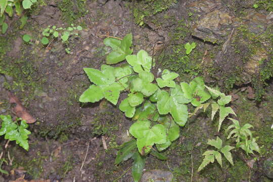 Image of starfern