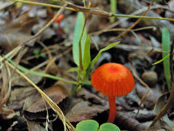 Image of Hygrocybe miniata (Fr.) P. Kumm. 1871