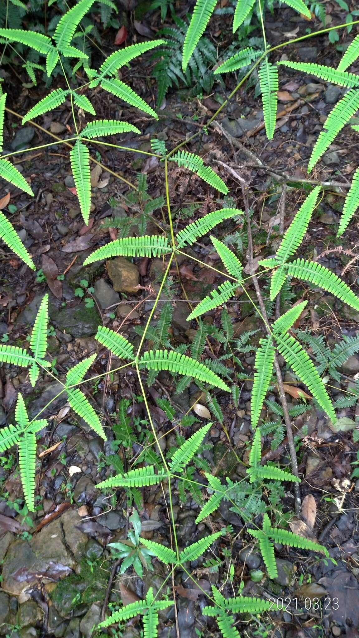 Image of Dicranopteris tetraphylla (Rosenst.) C. M. Kuo