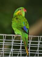 Image of Red-flanked Lorikeet