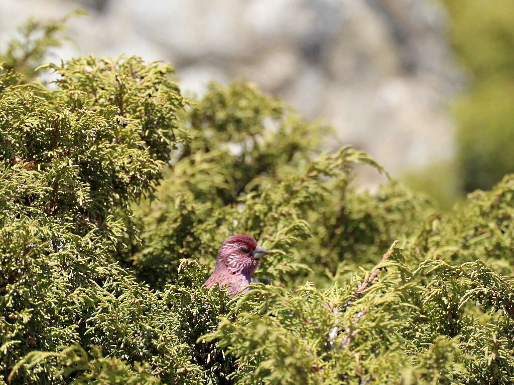 Image of Red-mantled Rosefinch