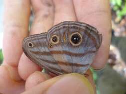 Image of Magneuptychia tricolor Hewitson 1850