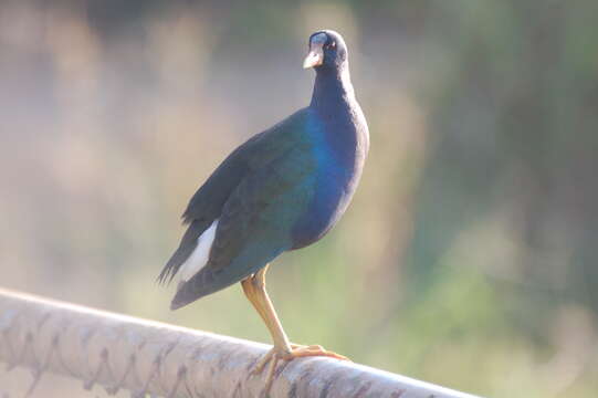 Image of American Purple Gallinule