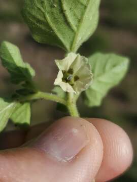 Plancia ëd Physalis neomexicana Rydb.