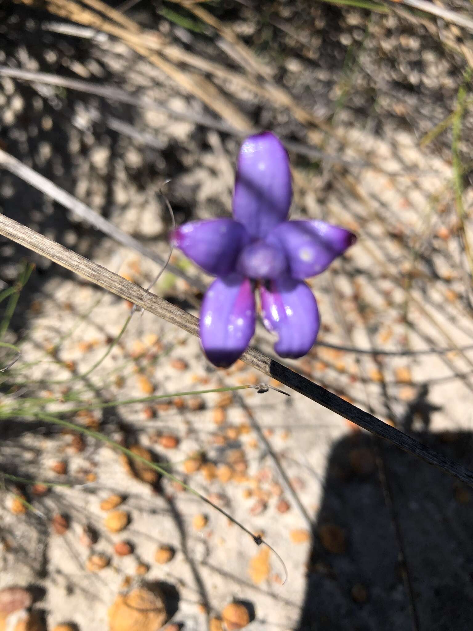 Image of Purple enamel orchid