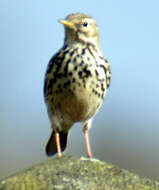 Plancia ëd Anthus pratensis (Linnaeus 1758)