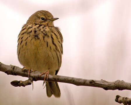 Image of Meadow Pipit