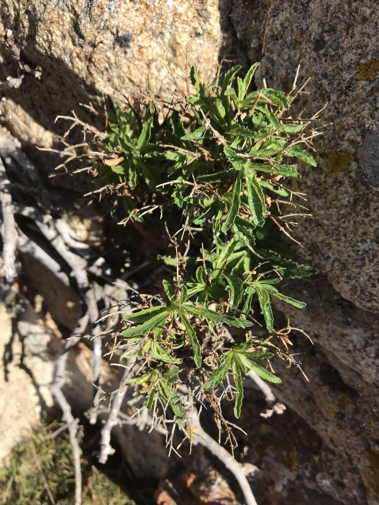 Image de Stachys glutinosa L.