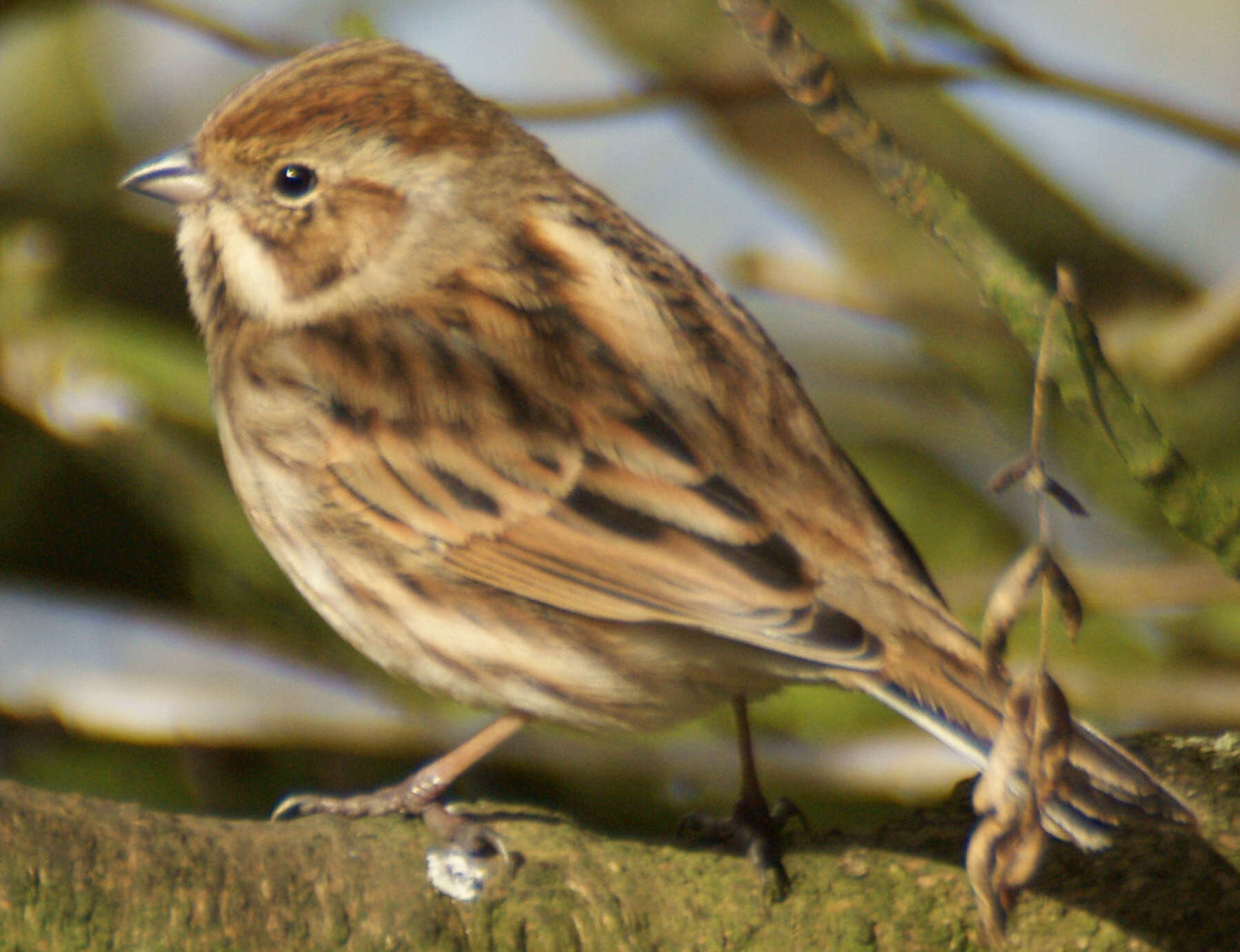 Image of Common Reed Bunting